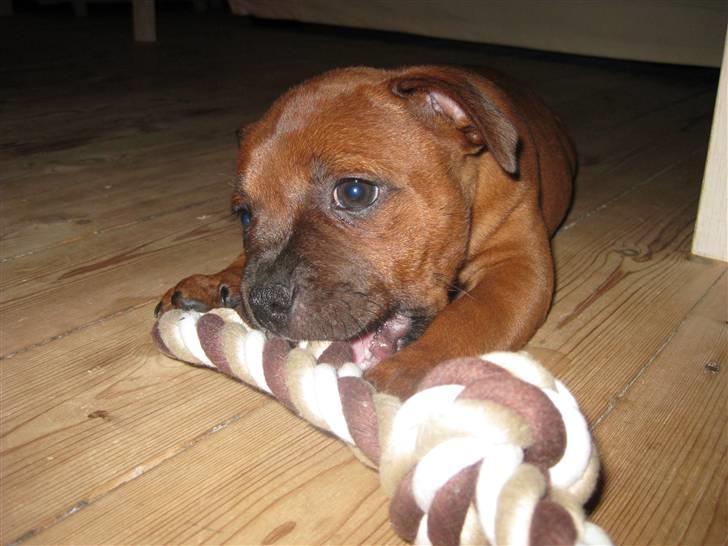 Staffordshire bull terrier Angelic Staff Yajo Manu - Er helt vild med mit nye bidereb billede 13