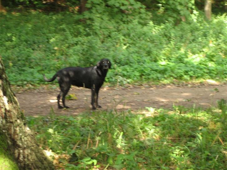 Labrador retriever Nellie - hehe stadigvæk:D billede 7