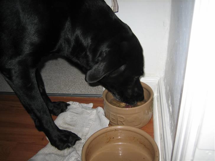 Labrador retriever Nellie - nellie der drikker vand billede 8