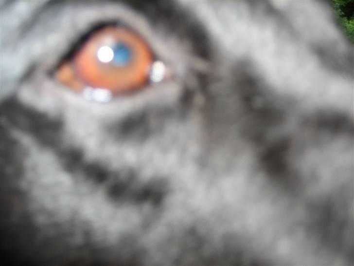 Labrador retriever Nellie - nellie´s øje billede 9
