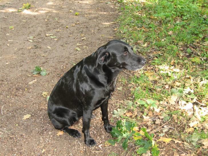 Labrador retriever Nellie - nellie i skoven billede 10
