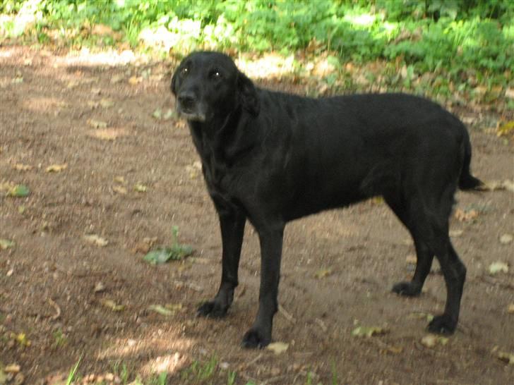Labrador retriever Nellie - hehe hun elsker bare at være i skoven:D billede 11