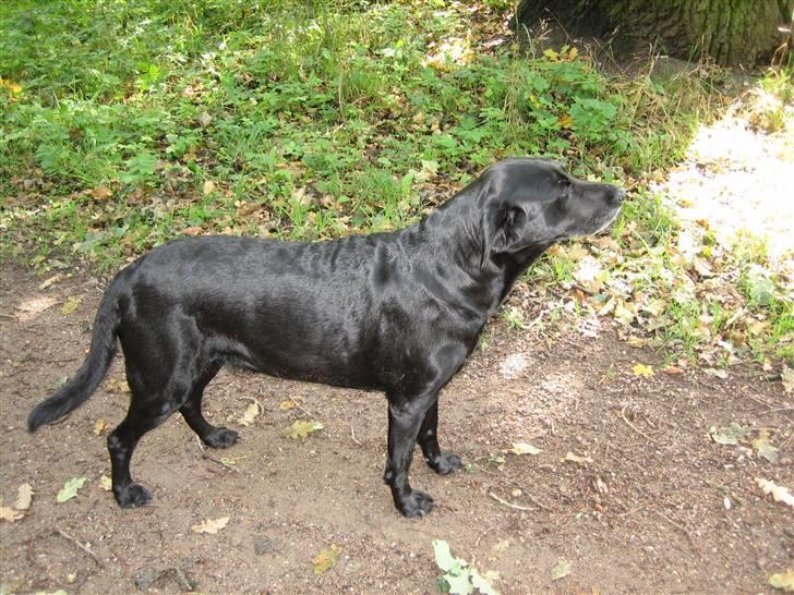 Labrador retriever Nellie - nellie ude i skoven:D billede 12