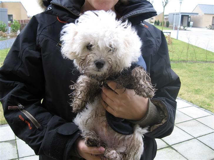 Bolognese Willy R.I.P billede 9