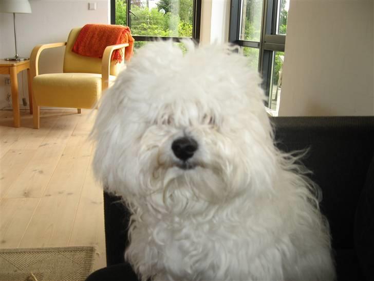 Bolognese Willy R.I.P billede 11