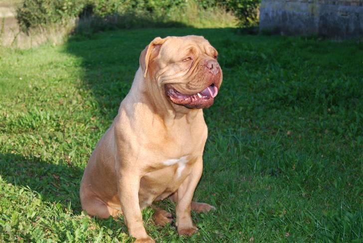 Dogue de bordeaux Desteny billede 17