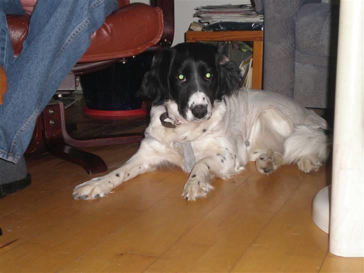 Blanding af racer Mollie TYKKE<3 - omkring 1år gammel (: billede 7