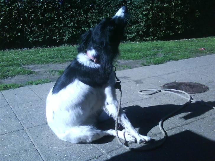 Blanding af racer Mollie TYKKE<3 - Lopper? Nej da (: billede 8