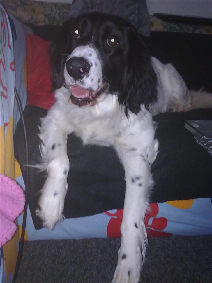 Blanding af racer Mollie TYKKE<3 - Verdens bedst hund ! billede 9