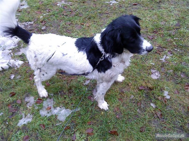 Blanding af racer Mollie TYKKE<3 - smukke hund <3 billede 10