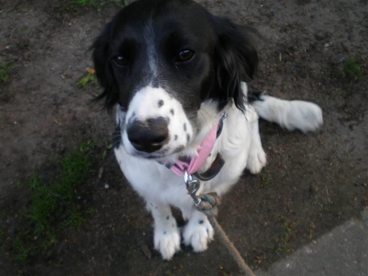 Blanding af racer Mollie TYKKE<3 - Jeg er mors baby hund :) billede 11