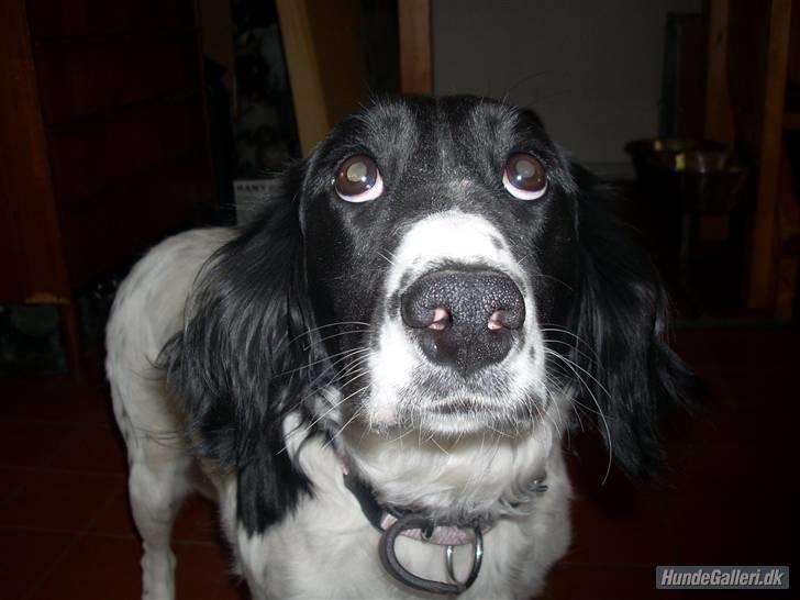 Blanding af racer Mollie TYKKE<3 - Årh mor, må jeg ikke nok få den der pølse? 
 billede 12