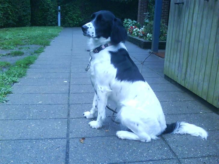 Blanding af racer Mollie TYKKE<3 - Keder mig ? ingen hunde at lege med :( billede 13