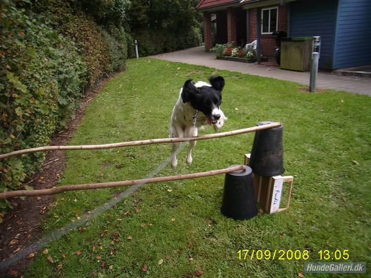 Blanding af racer Mollie TYKKE<3 - Hov en hund !! eller var det en kat ? billede 14