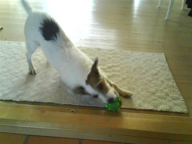 Jack russell terrier Fie - Elsker mit pivedyr =) billede 7
