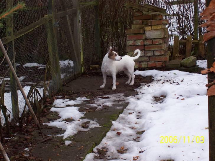 Jack russell terrier Fie - Et par år gammelt billede billede 8
