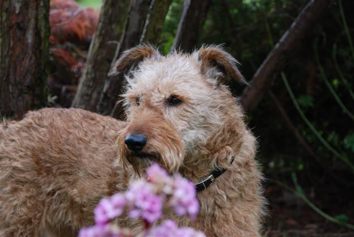 Irsk terrier Megan Von Der Neesenburg - Smukke og dejlige Megan! <3 billede 1