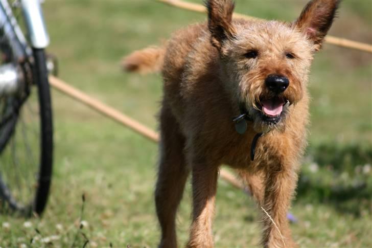 Irsk terrier Megan Von Der Neesenburg - Grisen  billede 2