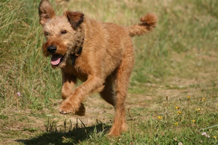 Irsk terrier Megan Von Der Neesenburg - wrummm billede 3