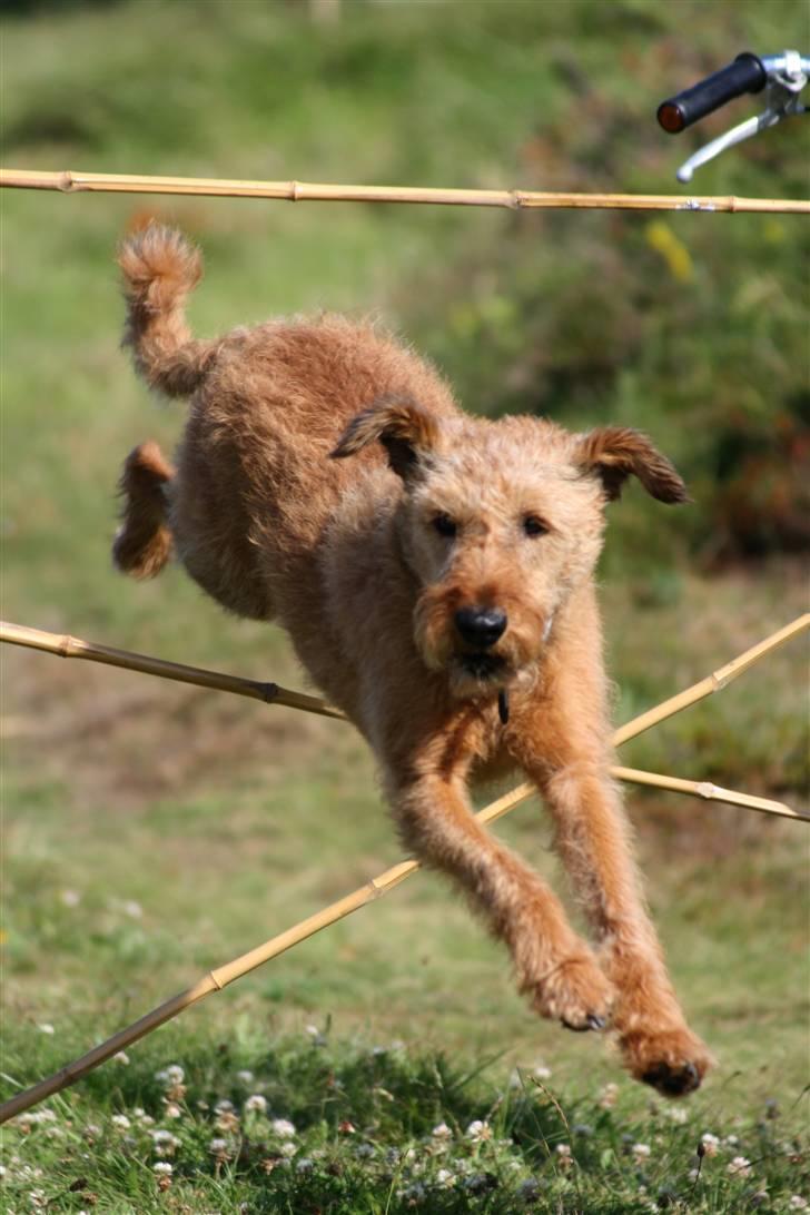 Irsk terrier Megan Von Der Neesenburg billede 4