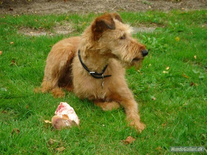 Irsk terrier Megan Von Der Neesenburg - Med kødbenet:) billede 5