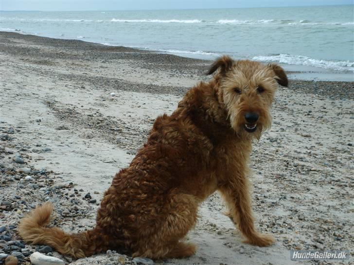 Irsk terrier Megan Von Der Neesenburg - Søde på stranden :) billede 6