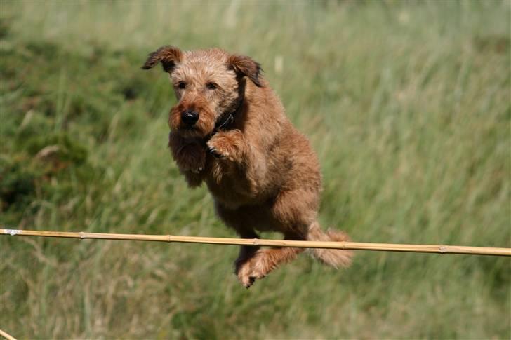 Irsk terrier Megan Von Der Neesenburg - Hopsa :D billede 7