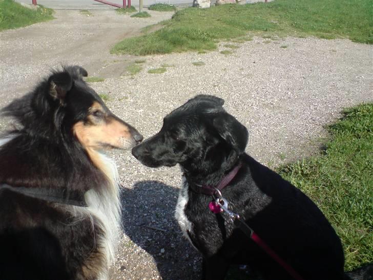 Collie langhåret Sheik billede 19