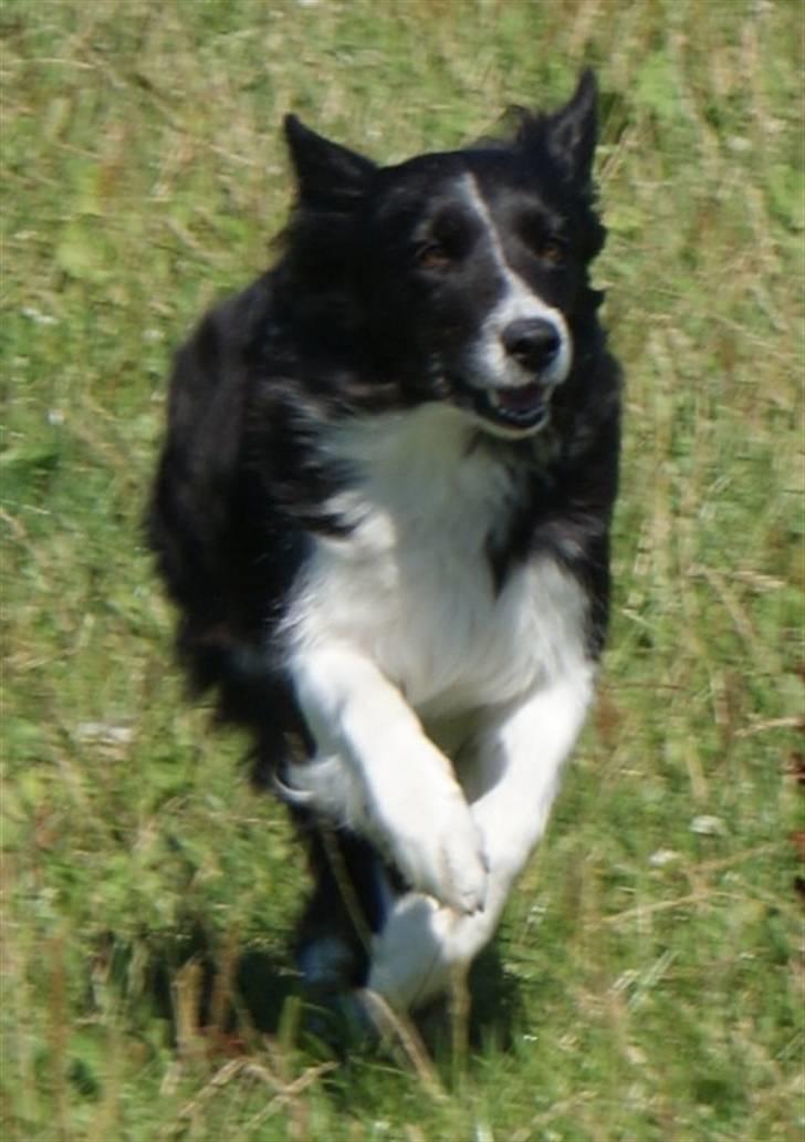 Border collie Bibbi :D  billede 14