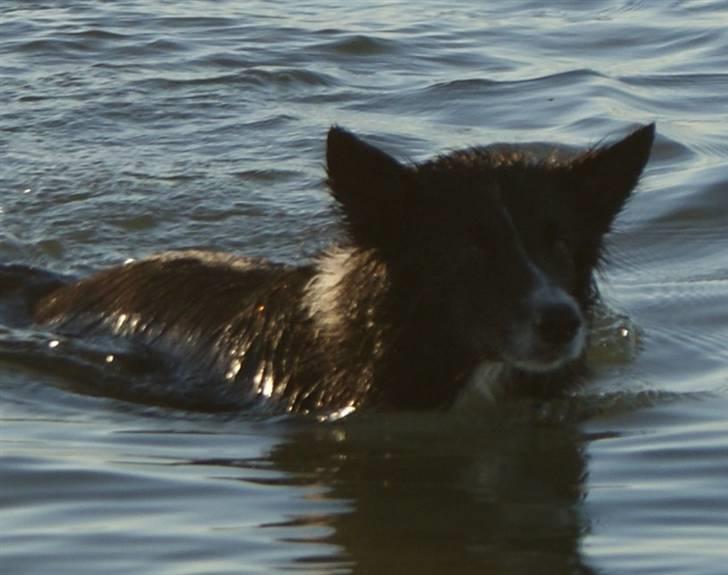 Border collie Bibbi :D  billede 15