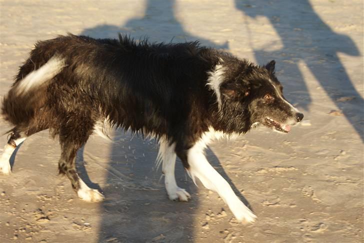 Border collie Bibbi :D  billede 16