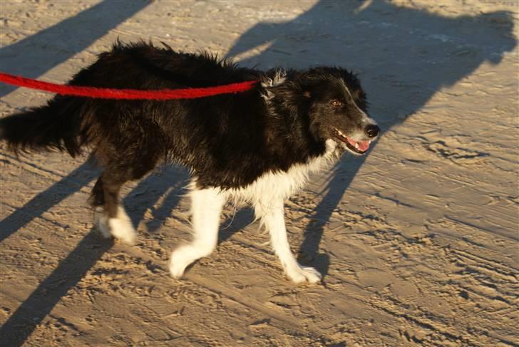 Border collie Bibbi :D  billede 17
