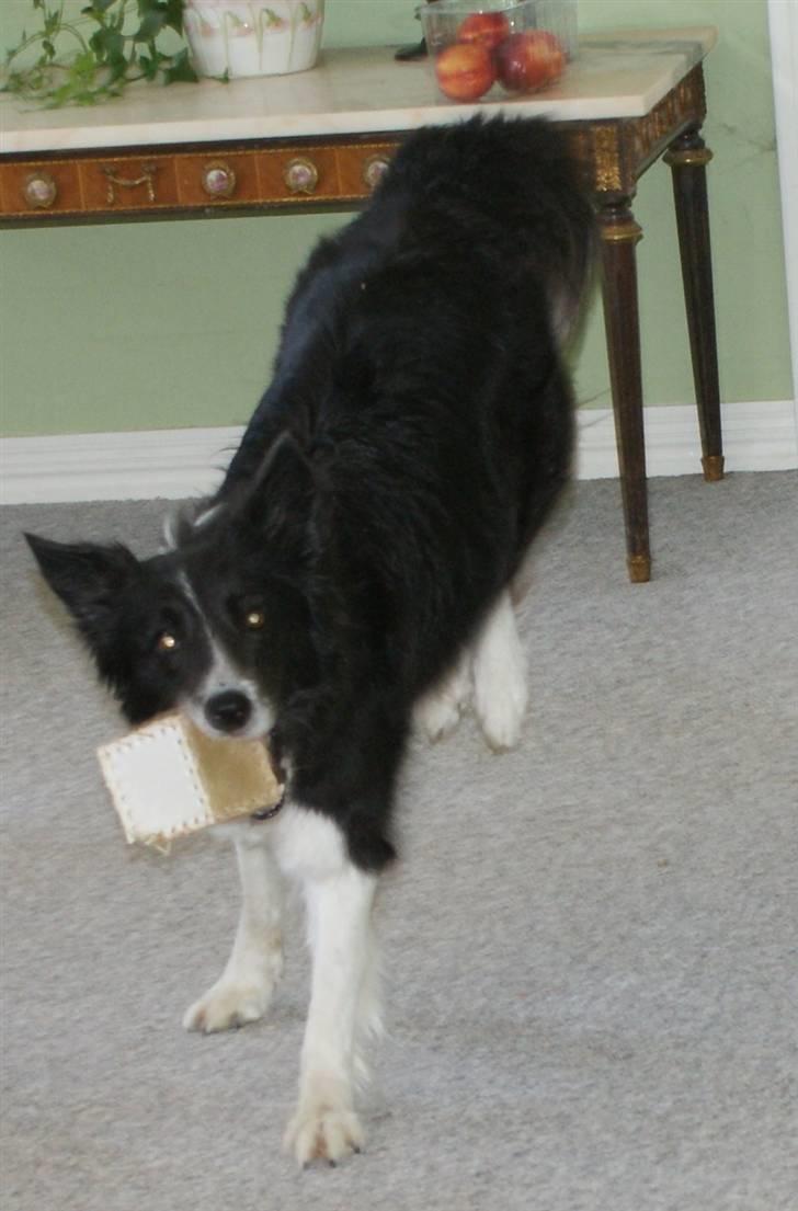 Border collie Bibbi :D  billede 18