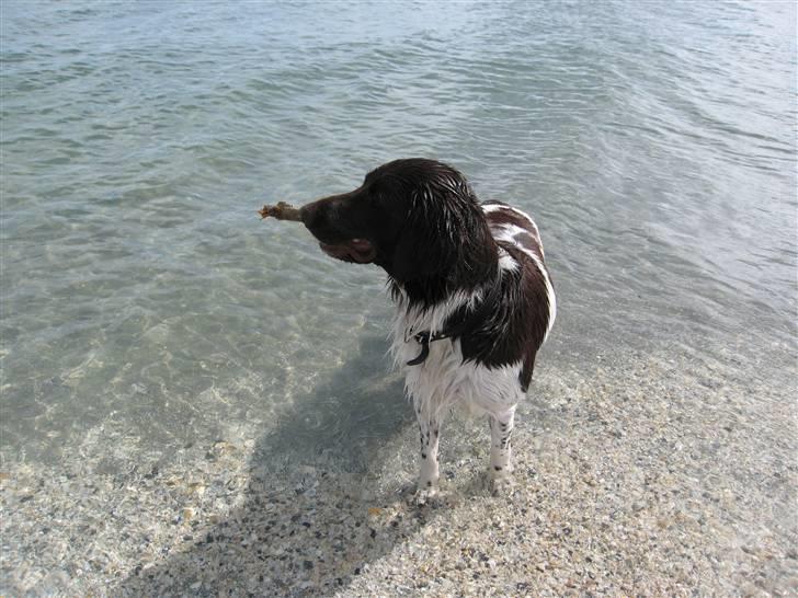 Kleiner münsterländer kimbo (Løvmosen´s Ask) billede 11