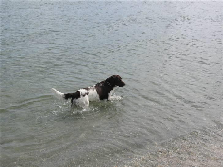 Kleiner münsterländer kimbo (Løvmosen´s Ask) billede 12