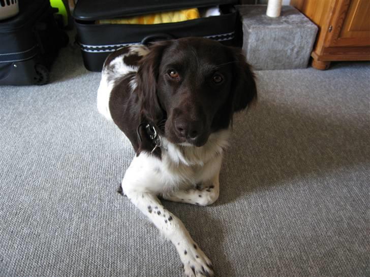 Kleiner münsterländer kimbo (Løvmosen´s Ask) billede 13