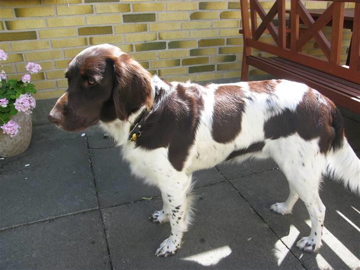 Kleiner münsterländer kimbo (Løvmosen´s Ask) billede 14