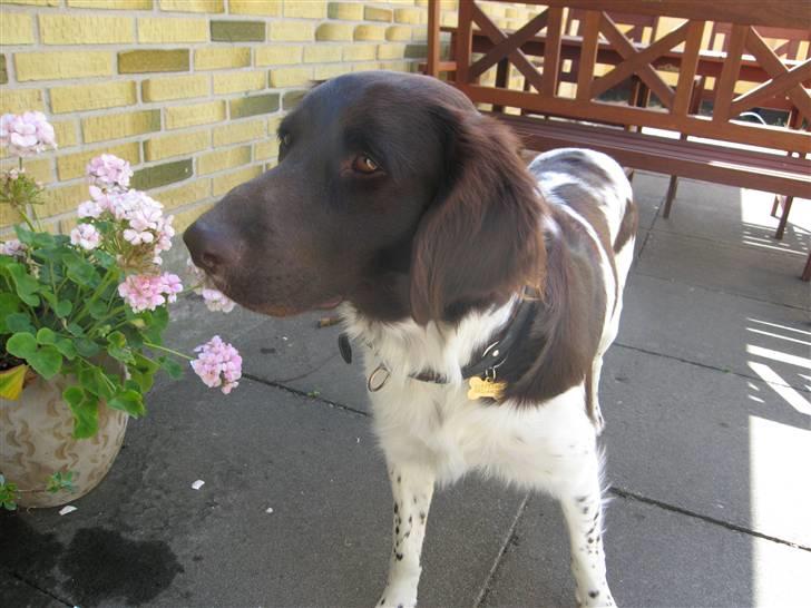 Kleiner münsterländer kimbo (Løvmosen´s Ask) billede 15