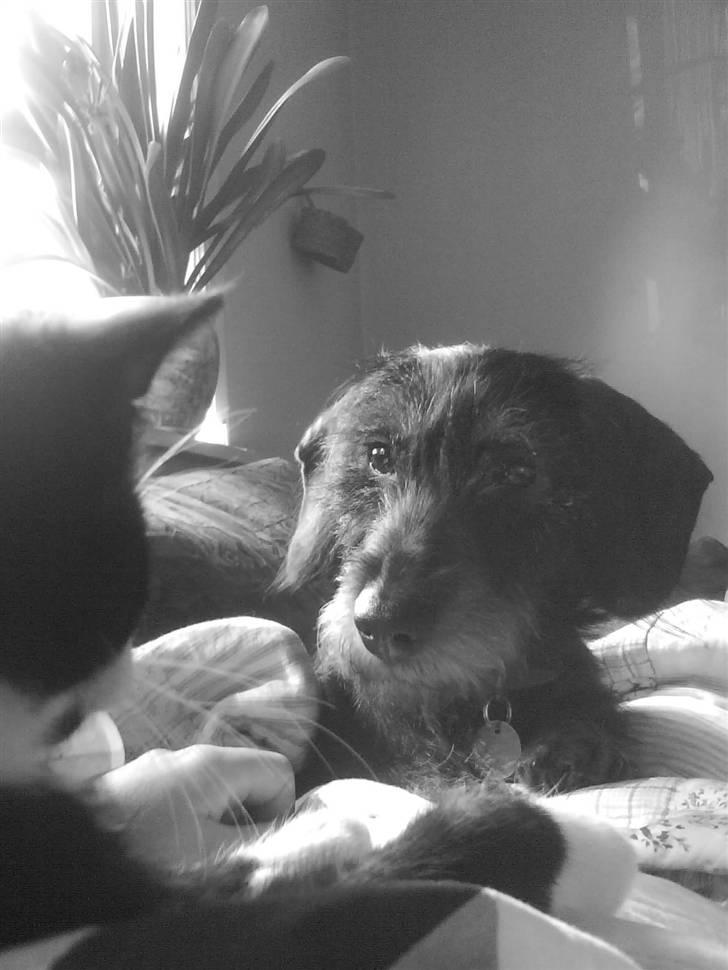 Gravhund Sophie  - sophie og freja ´ :D <3 billede 12