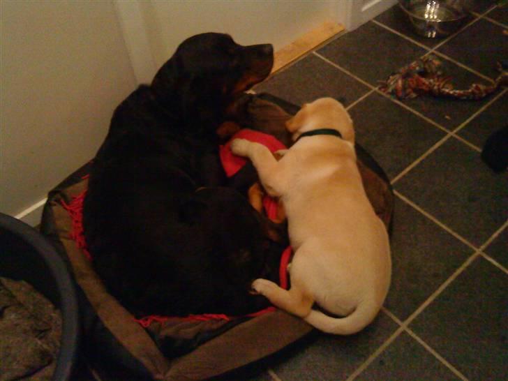 Rottweiler Freja billede 8