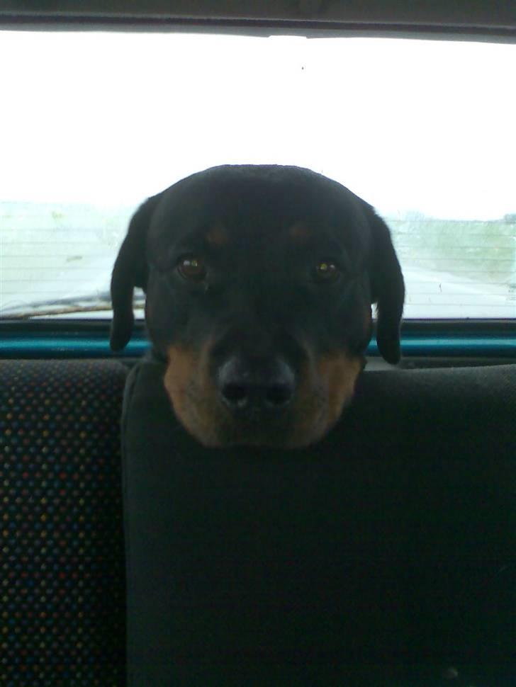 Rottweiler Freja - Freja er med ude at køre.  billede 9