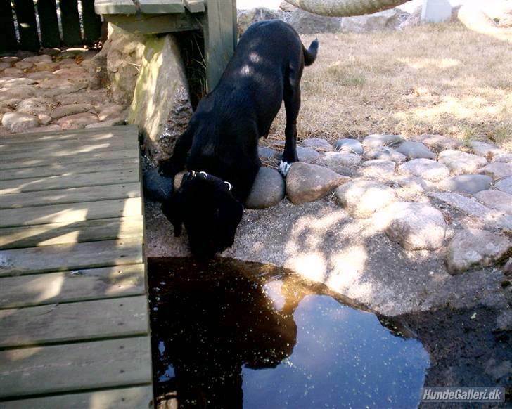 Blanding af racer Zisca - Jeg skal lige se om fiskene er der endnu.. billede 22