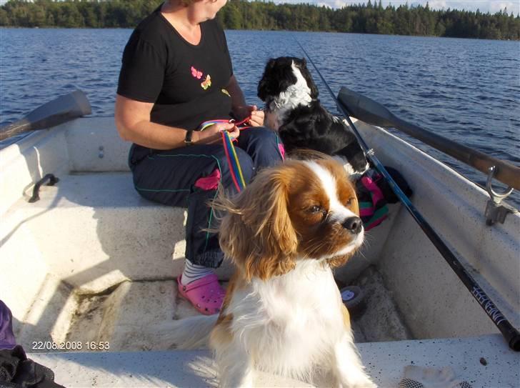 Cavalier king charles spaniel Aslan R.I.P. (Himmelhund) - jeg holder udkig billede 10
