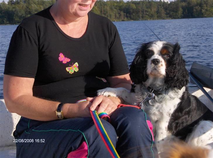 Cavalier king charles spaniel Allways Almighty Xelma RIP Himmelhund. - jeg er også skibshund billede 11