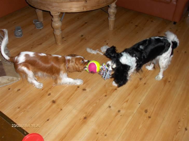 Cavalier king charles spaniel Allways Almighty Xelma RIP Himmelhund. - han vil altid have al legetøjet billede 12