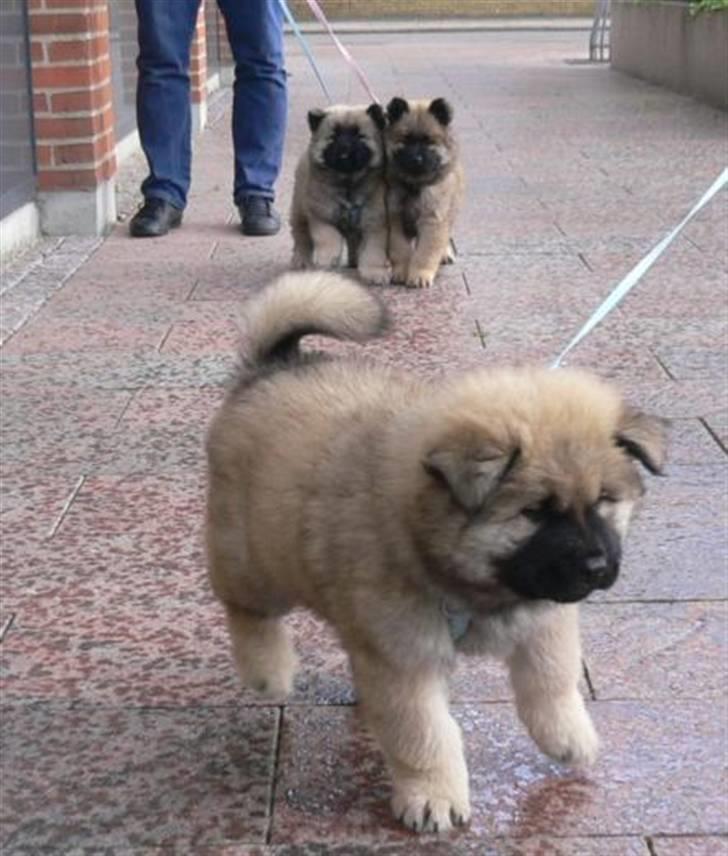 Eurasier Oskar (Blue Moon) - På gåtur med mine søskende. billede 2