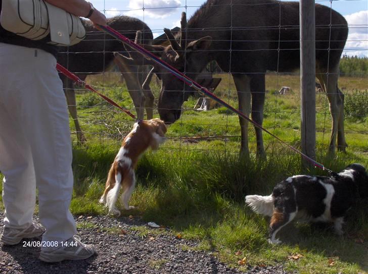 Cavalier king charles spaniel Aslan R.I.P. (Himmelhund) - jeg kyssede med elgene !! billede 11