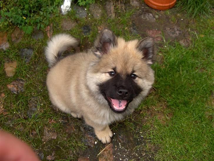 Eurasier Oskar (Blue Moon) - Sit! billede 3