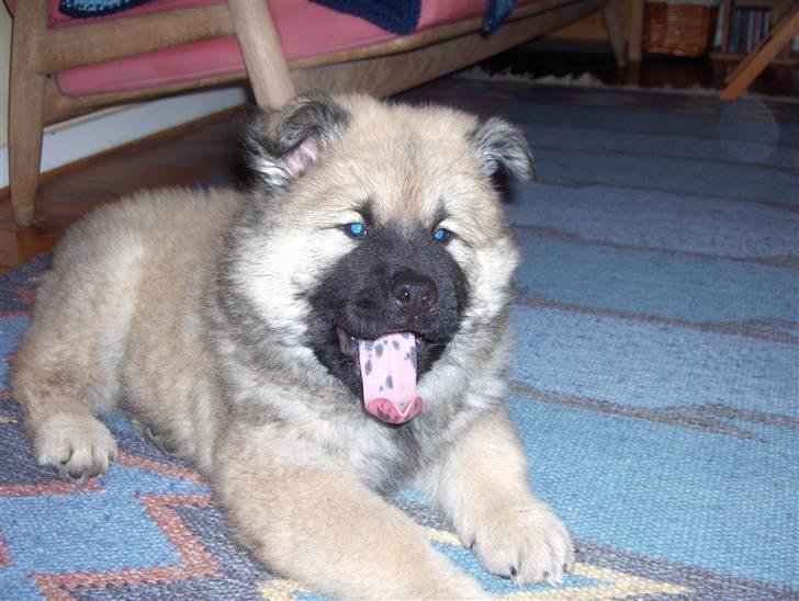 Eurasier Oskar (Blue Moon) - Se min fine plettede tunge. (Mine øjne er i virkeligheden brune) billede 5