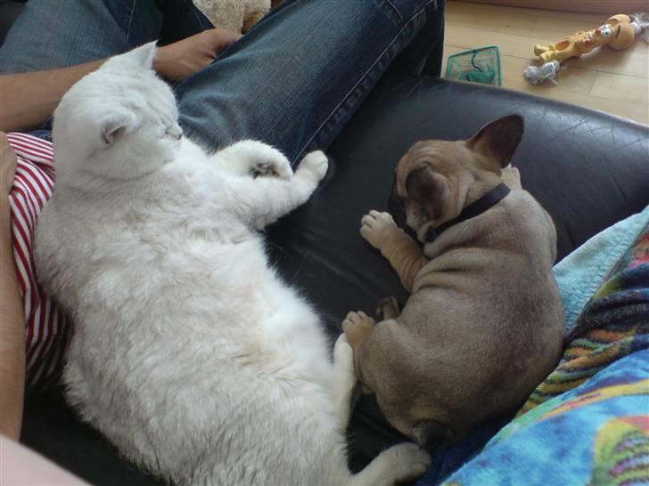 Fransk bulldog Effie - Jeg elsker min storesøster! billede 4